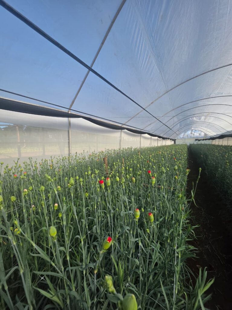farm1