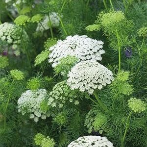 ammi