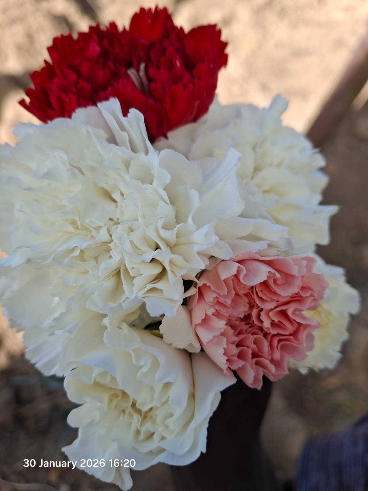 carnation