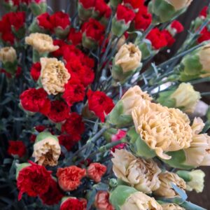 standard carnations