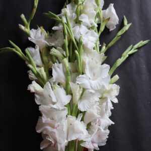 gladiolus white