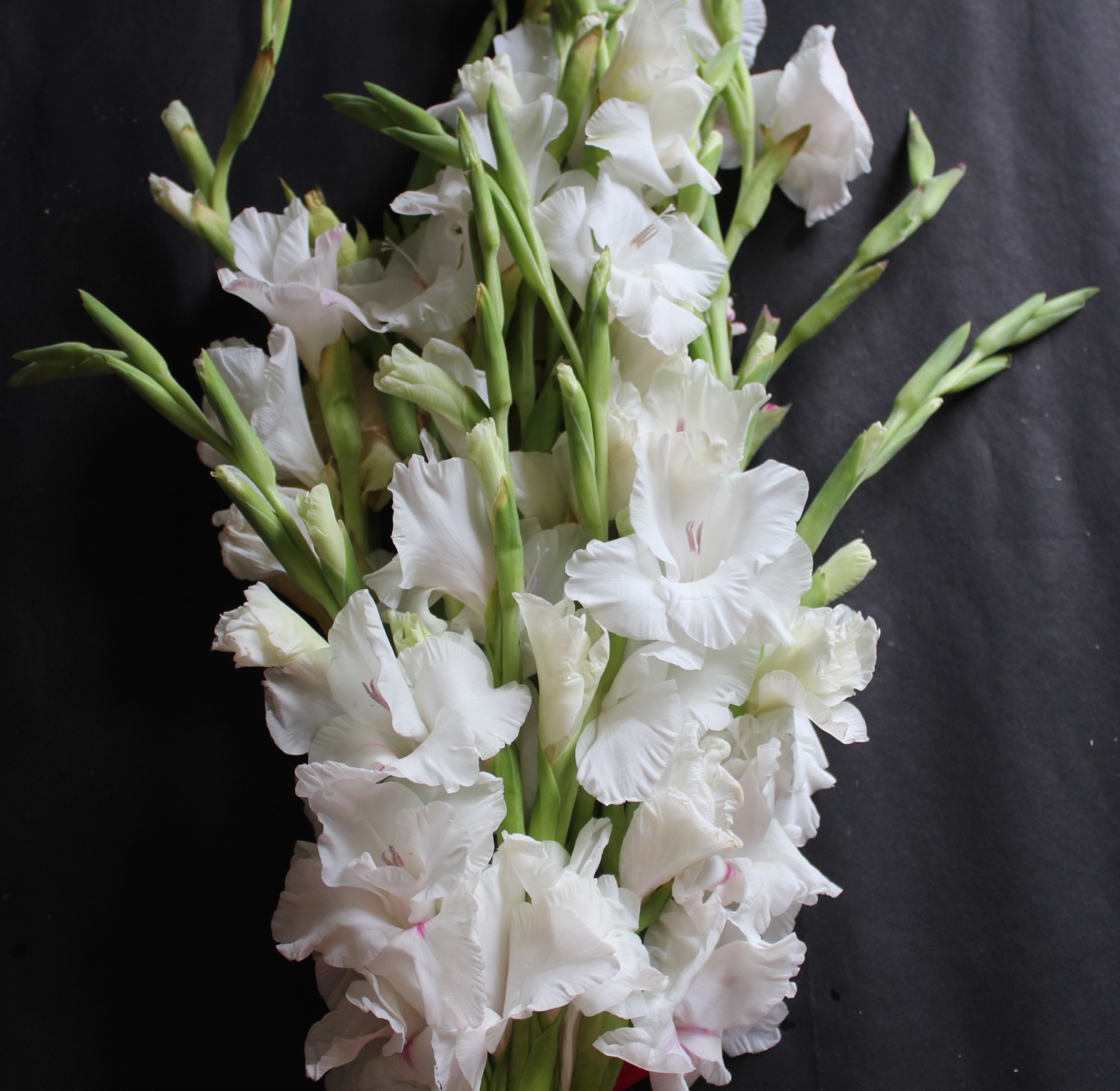 gladiolus white gladiolus white