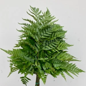 leather fern