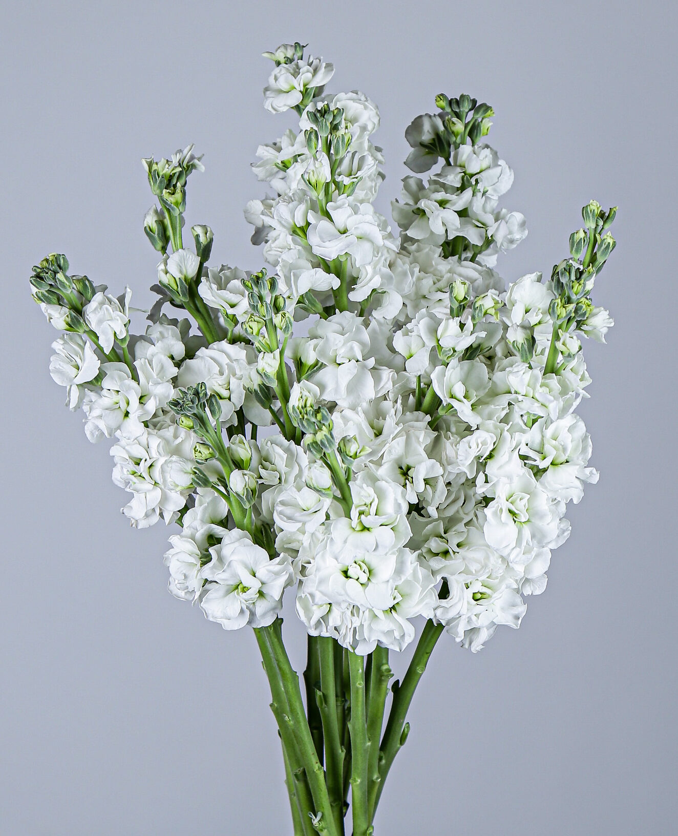matthiola white matthiola white